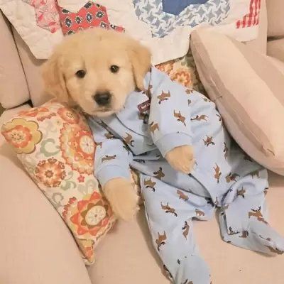 可爱搞怪动物头像