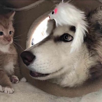 2026最新萌宠情头一对两张