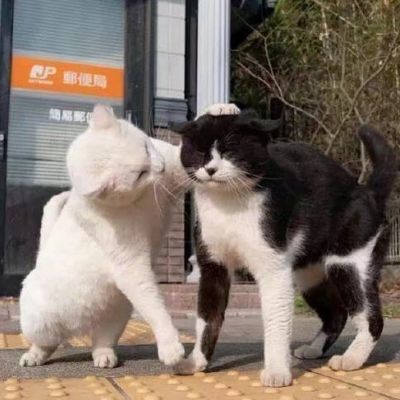 2026最新萌宠情头一对两张