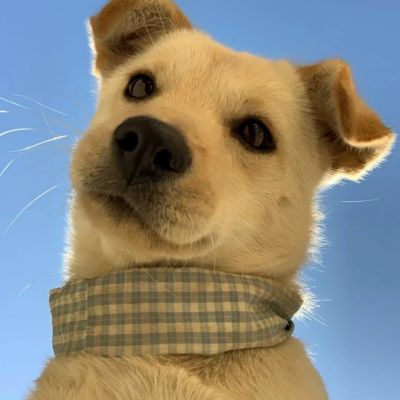 可爱搞怪动物头像