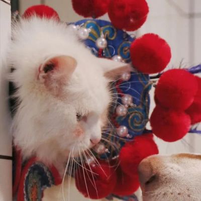 治愈系可爱萌宠一对两张情头