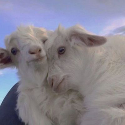 治愈系可爱萌宠一对两张情头