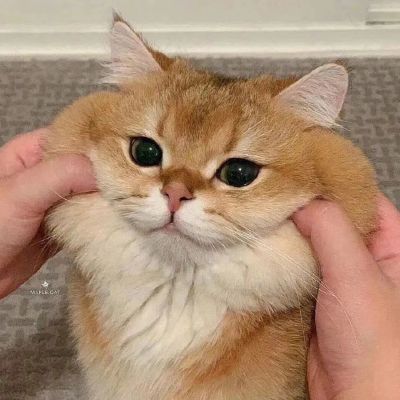 治愈系可爱萌宠一对两张情头