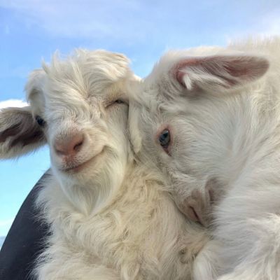 治愈系可爱萌宠一对两张情头