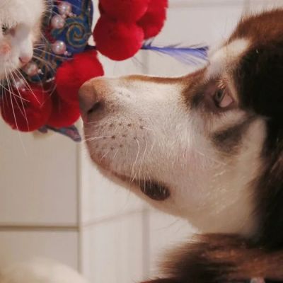 治愈系可爱萌宠一对两张情头