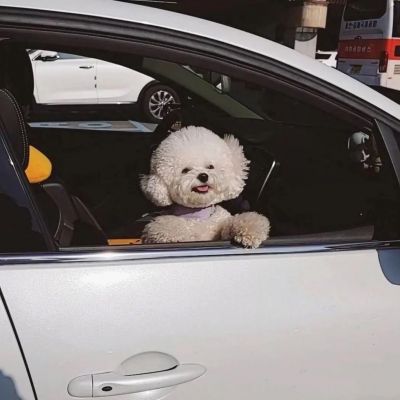 治愈系可爱萌宠一对两张情头