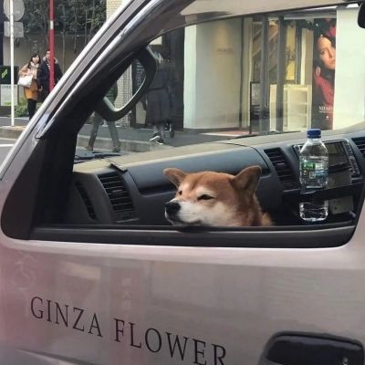 治愈系可爱萌宠一对两张情头