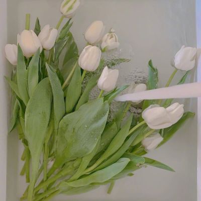 郁金香头像图片