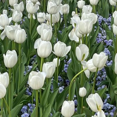 郁金香头像图片