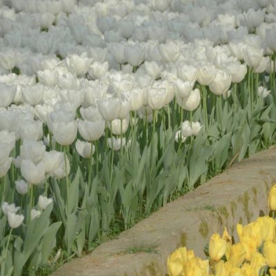 郁金香头像图片