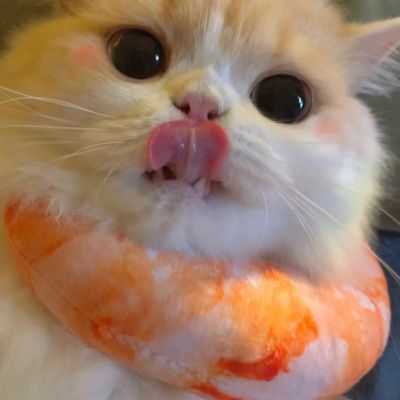 超萌小橘猫可爱头像