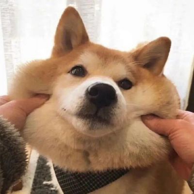 治愈系可爱萌宠一对两张情头