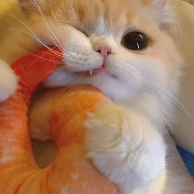 超萌小橘猫可爱头像