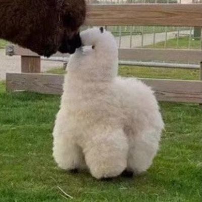 治愈系可爱萌宠一对两张情头