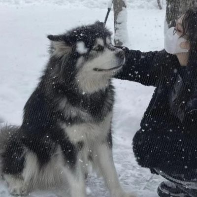 可爱对象不是人是宠物情侣头像图片