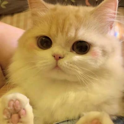 2025最火微信猫头像可爱图片