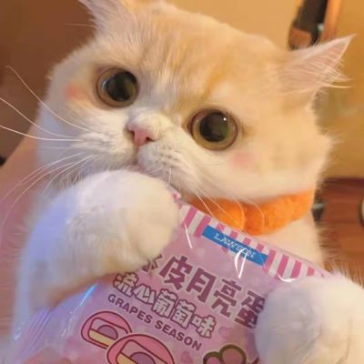 2025最火微信猫头像可爱图片