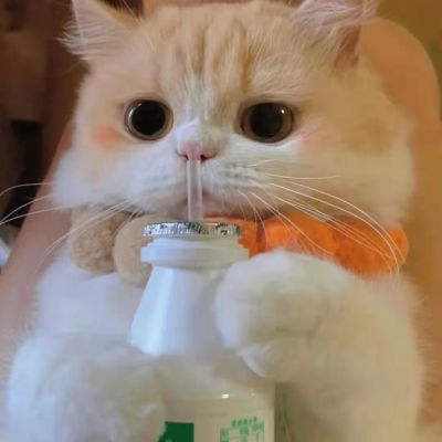 2025最火微信猫头像可爱图片