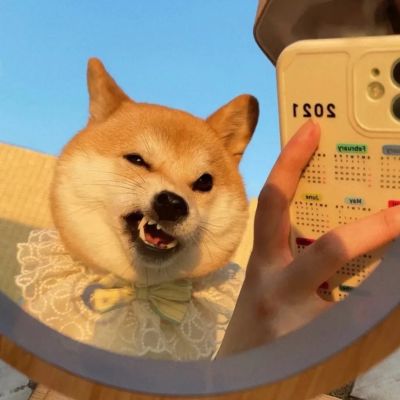 一左一右可爱狗狗情头图片