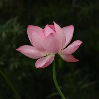 莲花专用头像