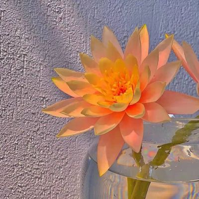莲花专用头像