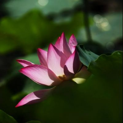 莲花专用头像