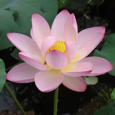莲花专用头像