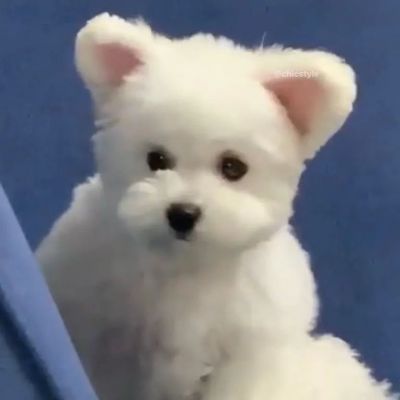可爱动物情侣微信头像一对两张图片