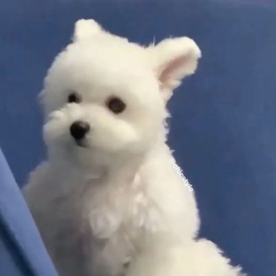 可爱动物情侣微信头像一对两张图片