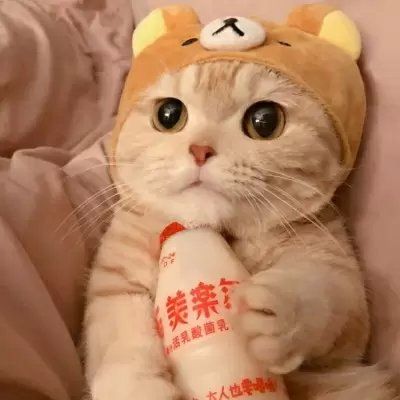 有猫的情侣图像头像可爱