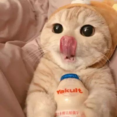 有猫的情侣图像头像可爱