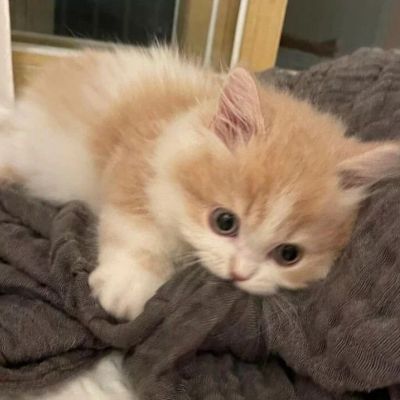 猫头像呆萌