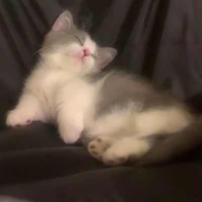 猫头像呆萌