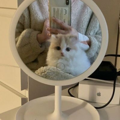 猫头像呆萌