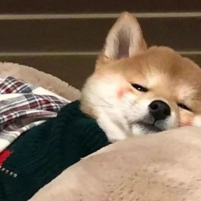 沙雕的狗头像