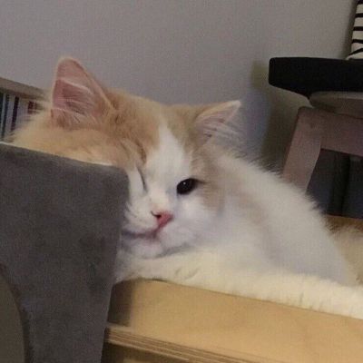 猫头像呆萌