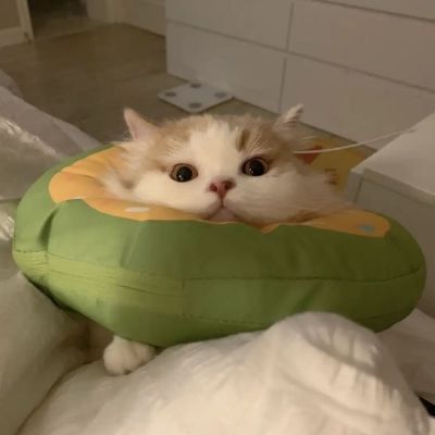 猫头像呆萌