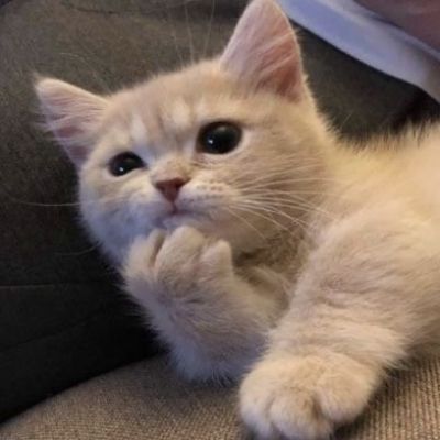 猫头像呆萌