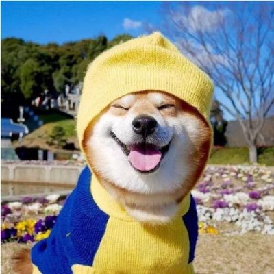 沙雕的狗头像
