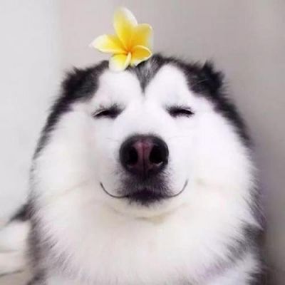 沙雕的狗头像