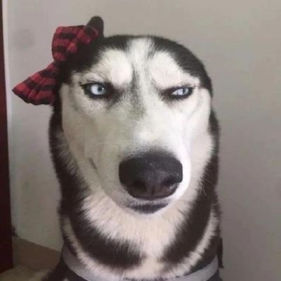 沙雕的狗头像
