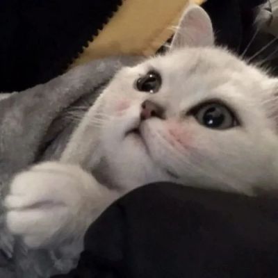 猫咪头像可爱萌化