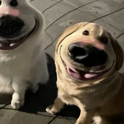 搞笑情头狗