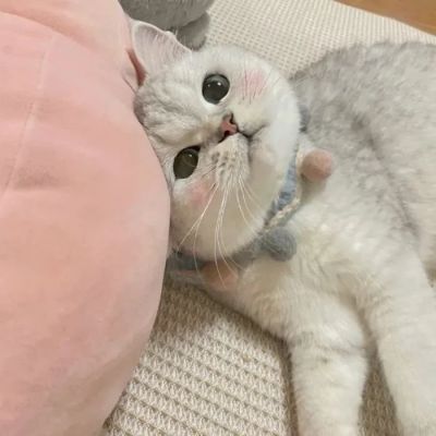 猫咪头像可爱萌化