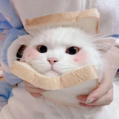 猫咪头像可爱萌化