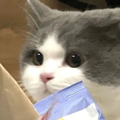 猫咪头像可爱萌化