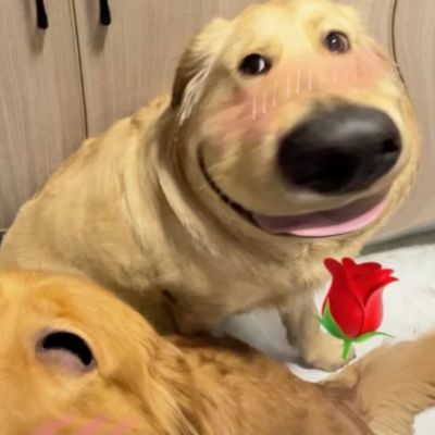 搞笑情头狗