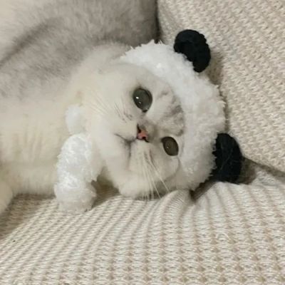 猫咪头像可爱萌化