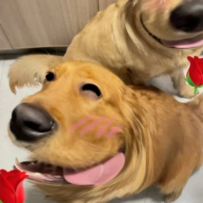 搞笑情头狗