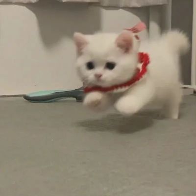 猫咪头像可爱萌化